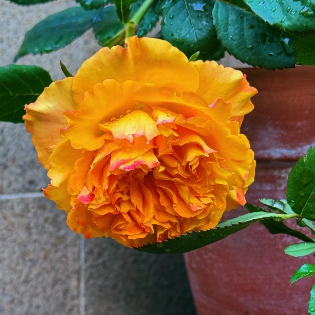 Mango Lieber Rose-芒果酒吧