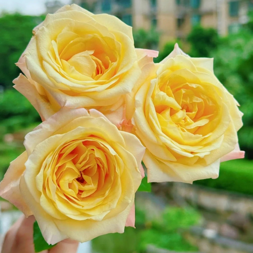Mango Pomelo Sago Rose