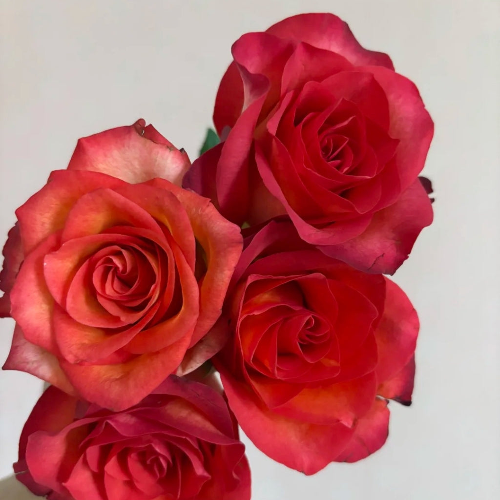 March Rose