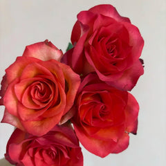 March Rose