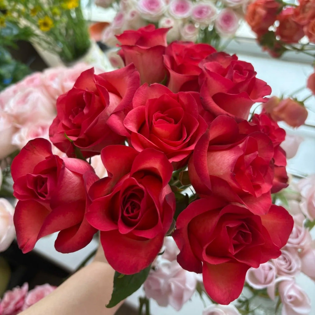 March Rose