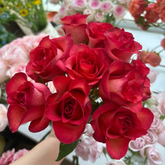 March Rose