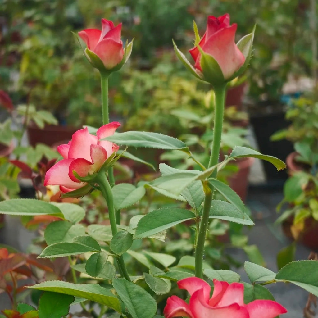 March Rose