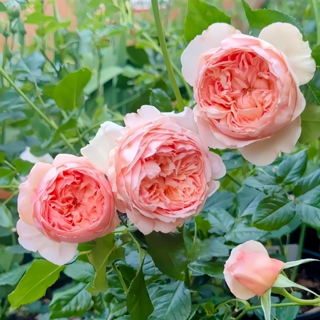 Masora Rose – Rosesplant