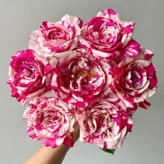 Maurice Utrillo Rose