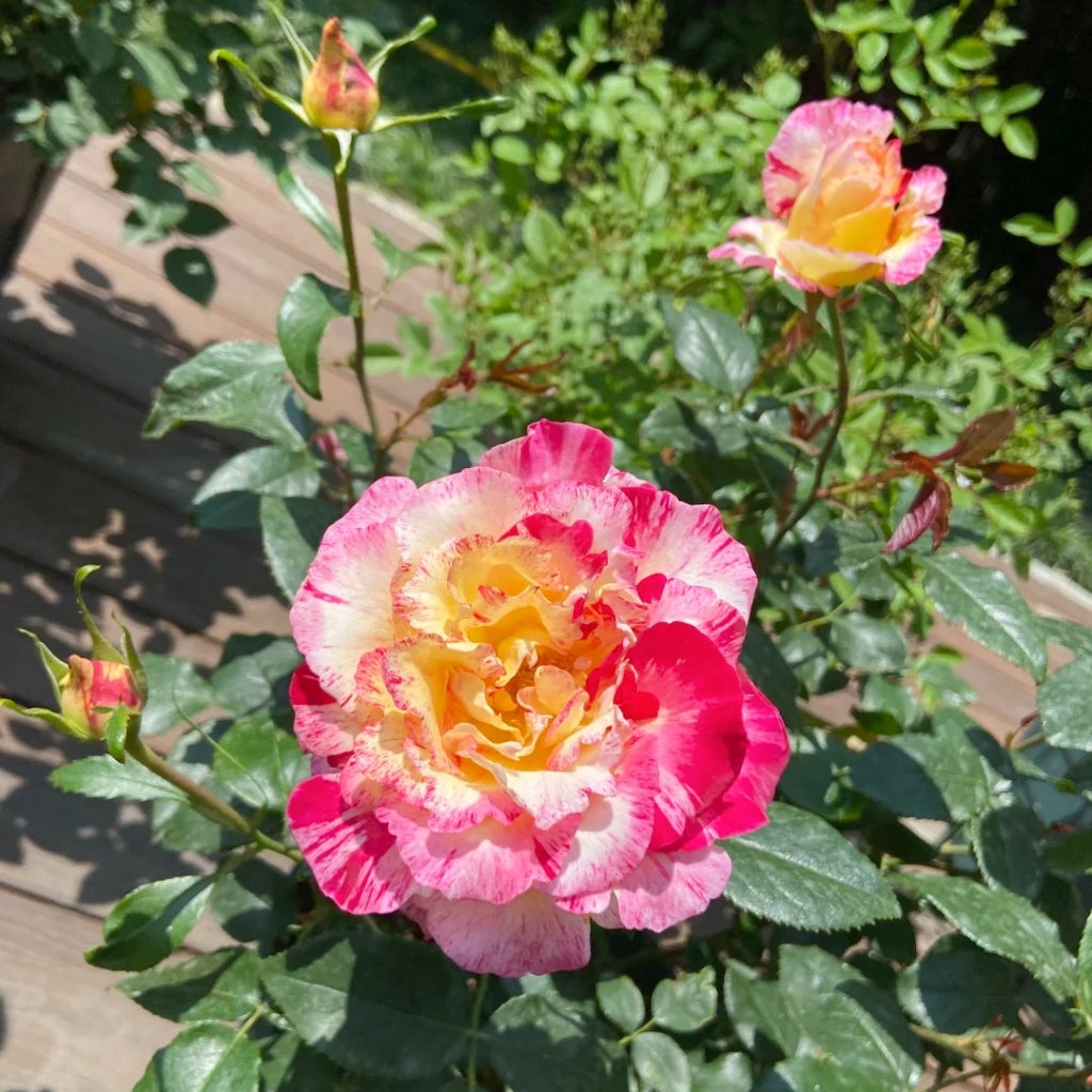 Maurice Utrillo Rose