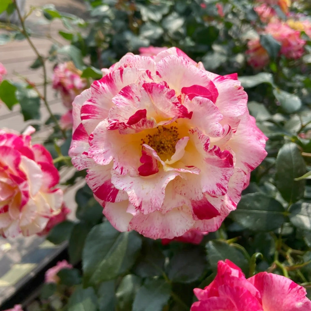 Maurice Utrillo Rose