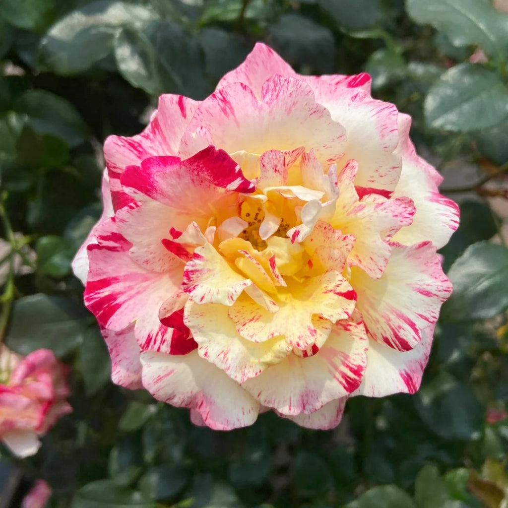 Maurice Utrillo Rose