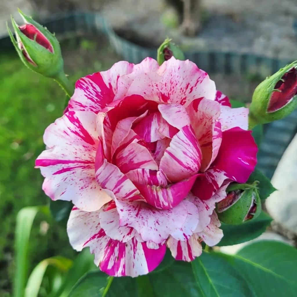 Maurice Utrillo Rose