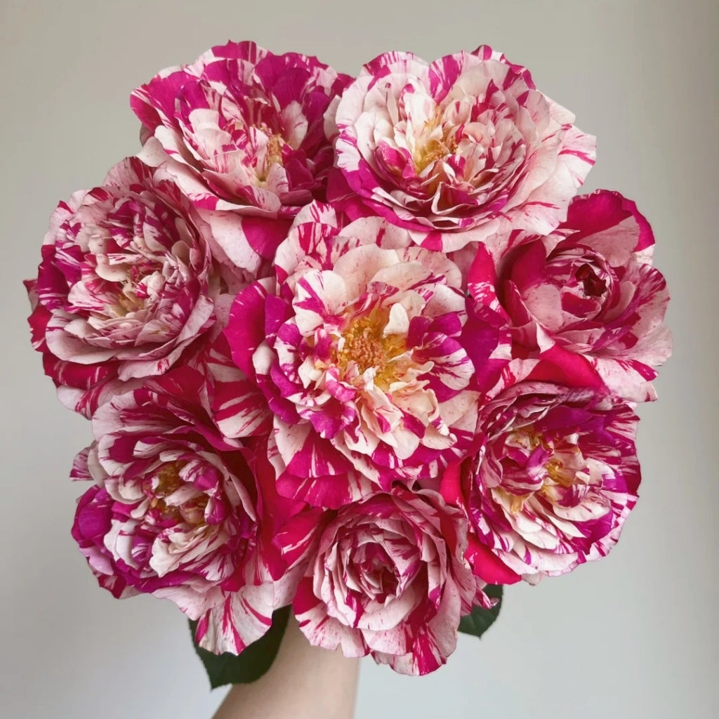 Maurice Utrillo Rose