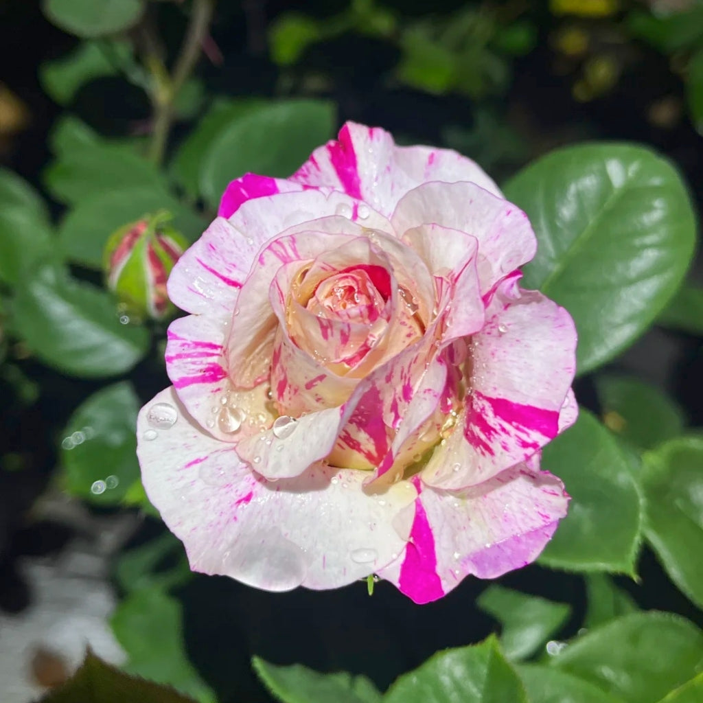 Maurice Utrillo Rose