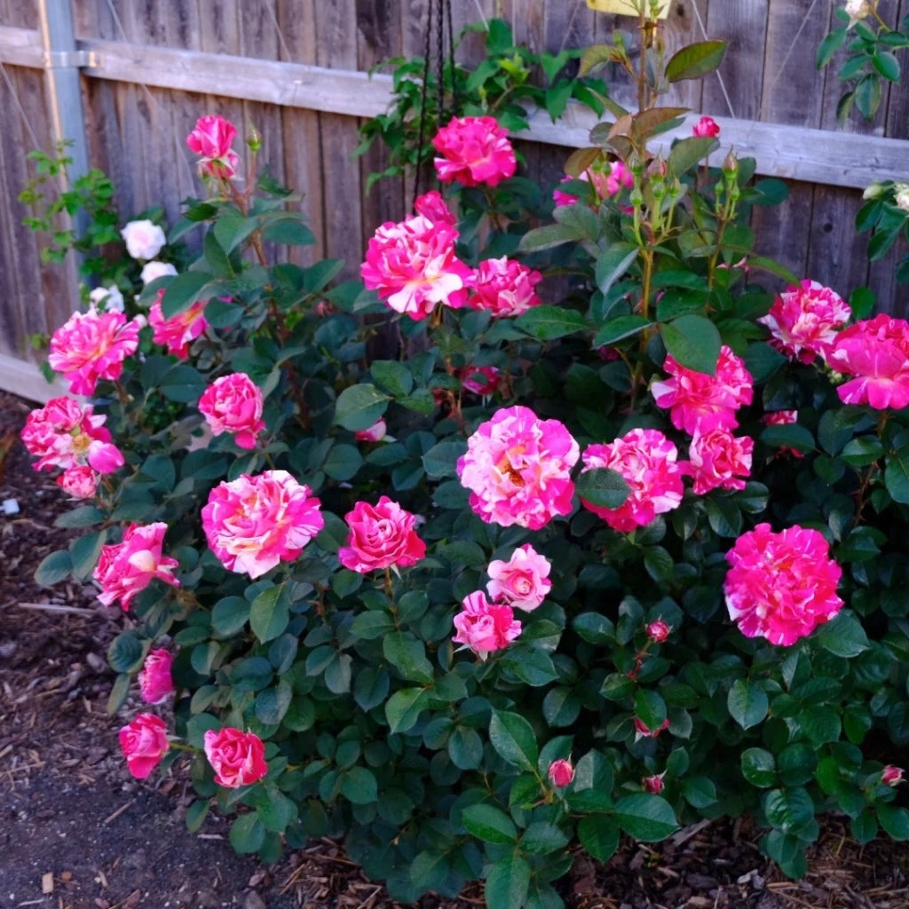 Maurice Utrillo Rose