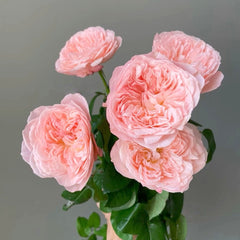 Mayfield Rose