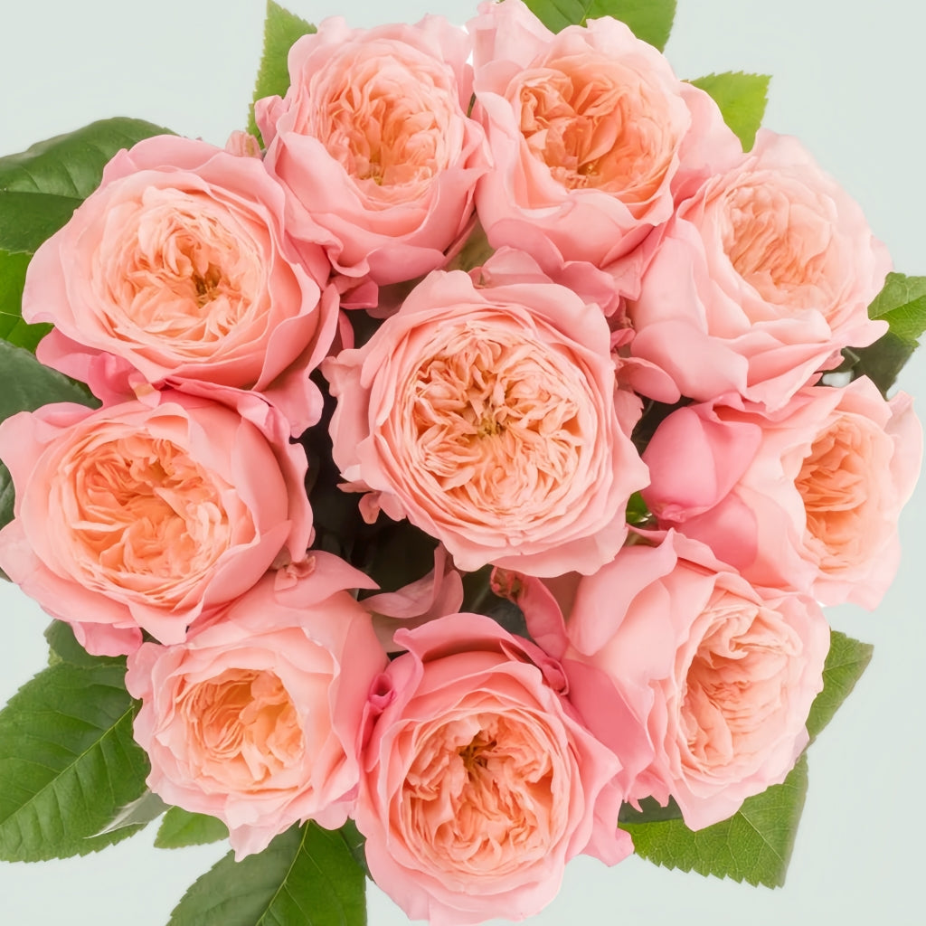 Mayfield Rose
