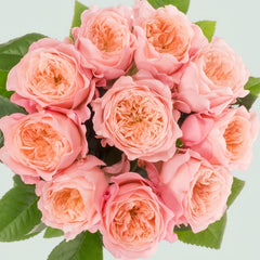 Mayfield Rose