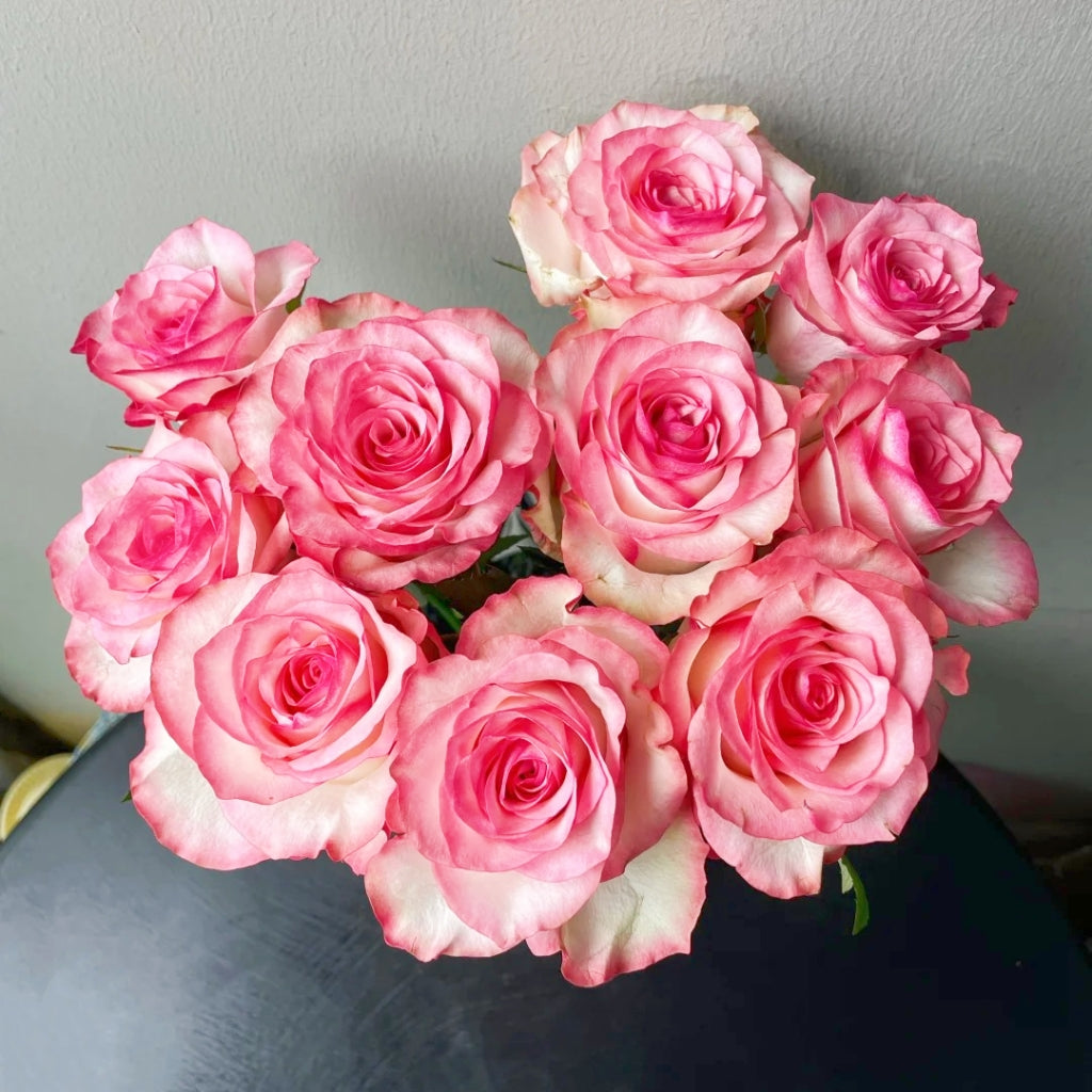 Medusa Rose