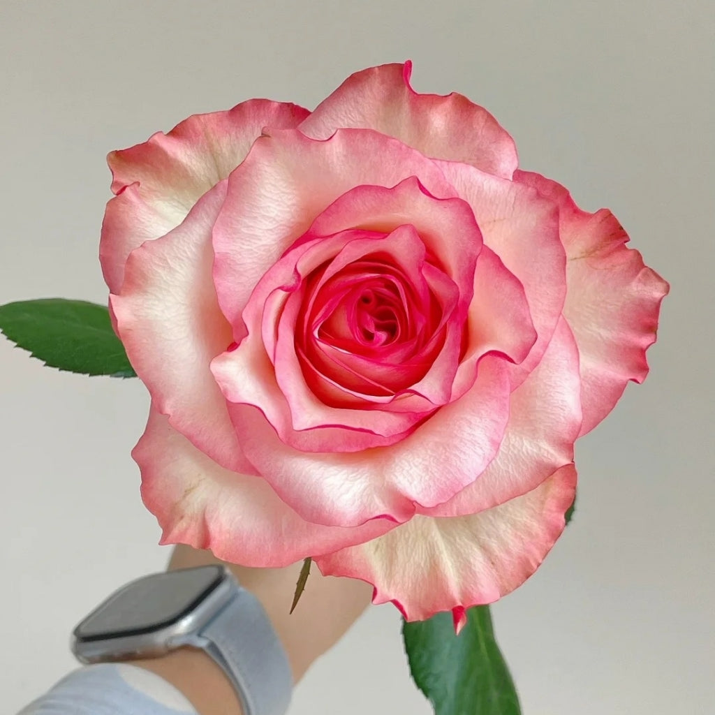 Medusa Rose