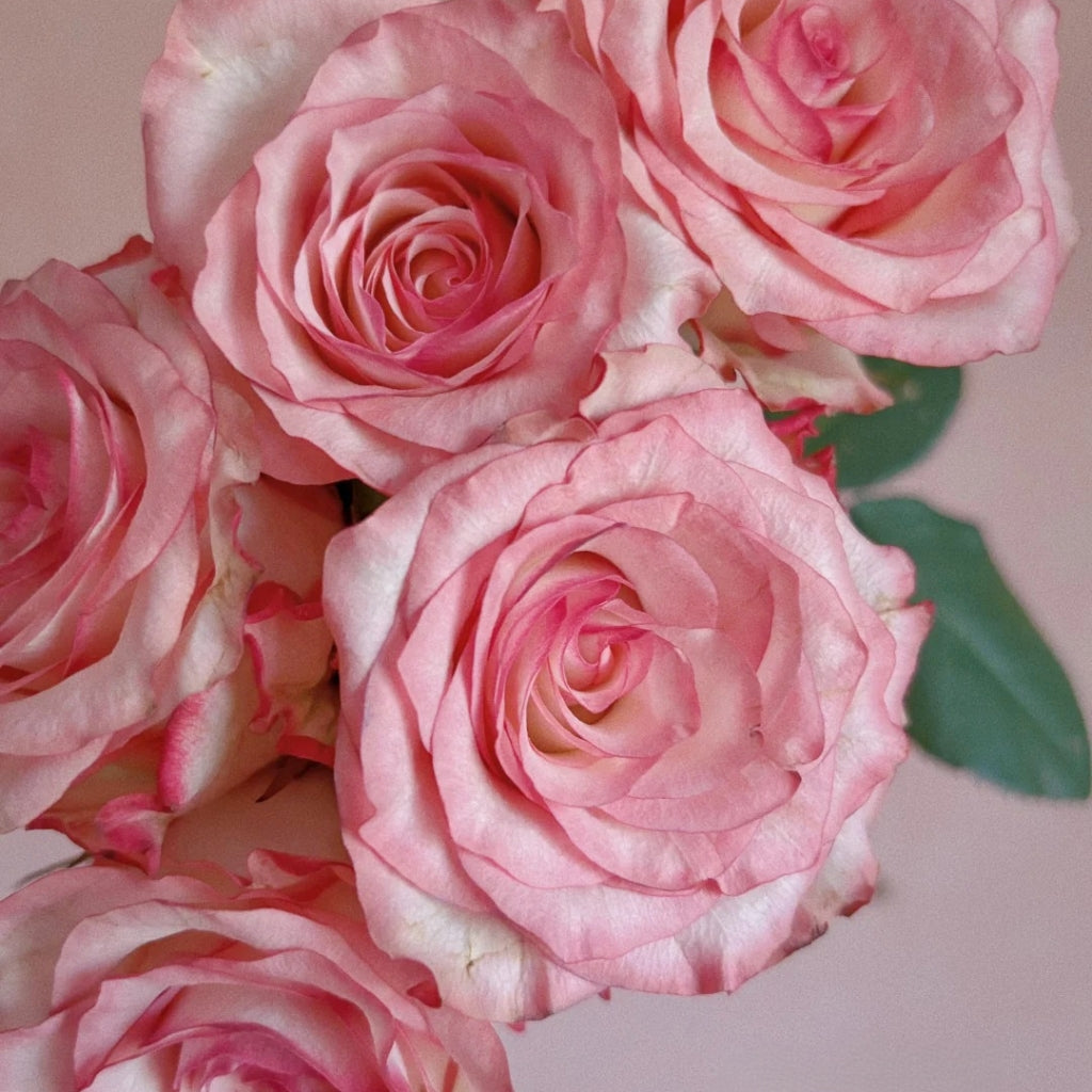Medusa Rose