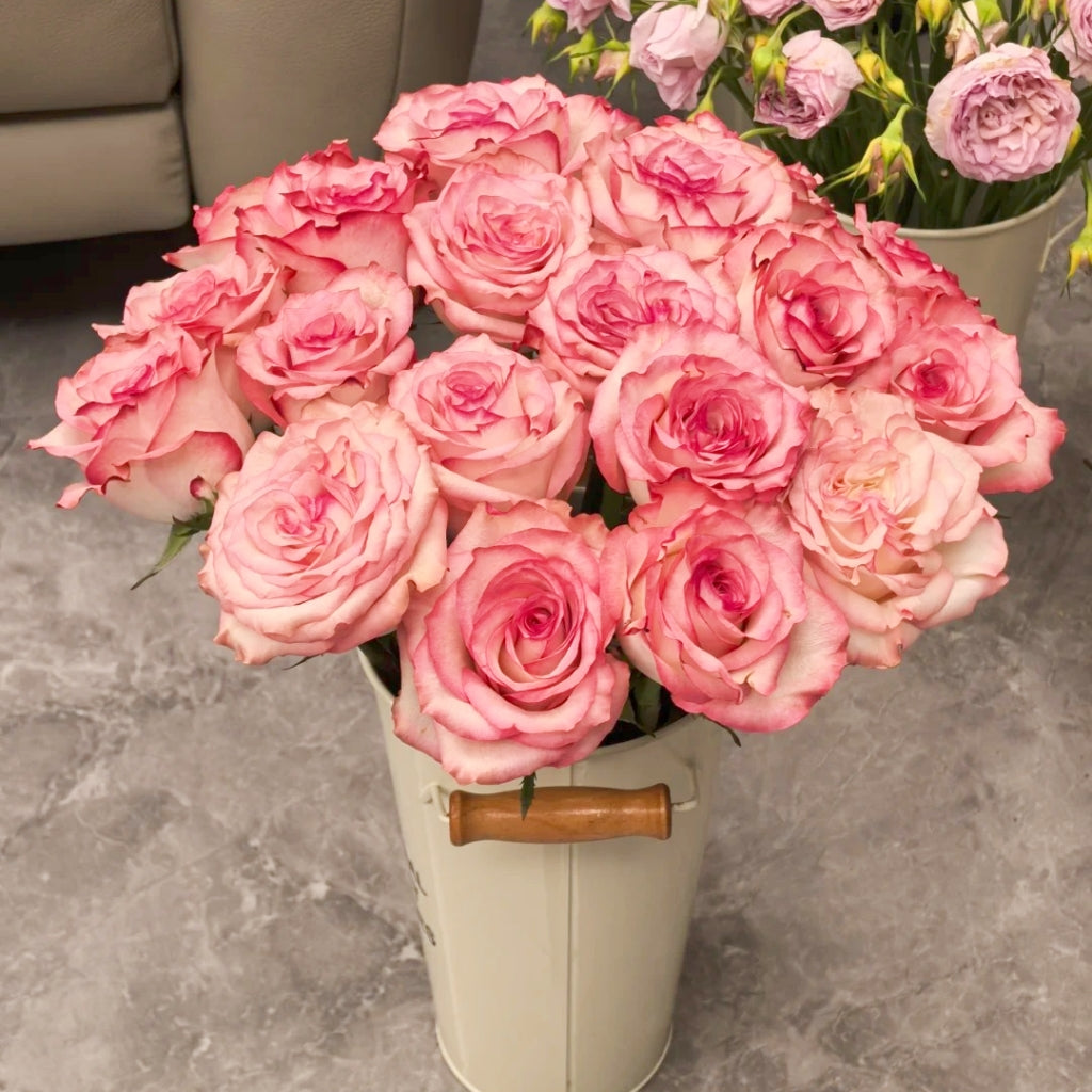 Medusa Rose