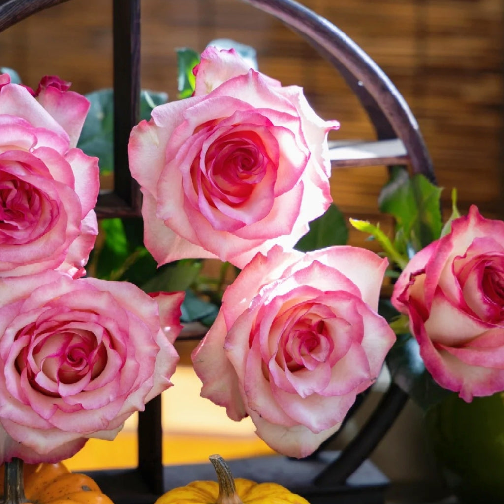 Medusa Rose