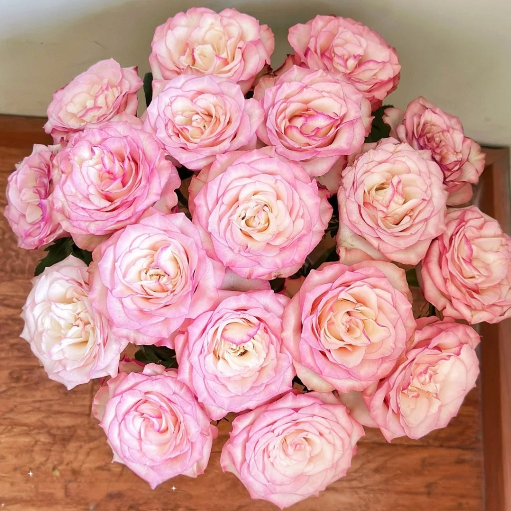 Medusa Rose