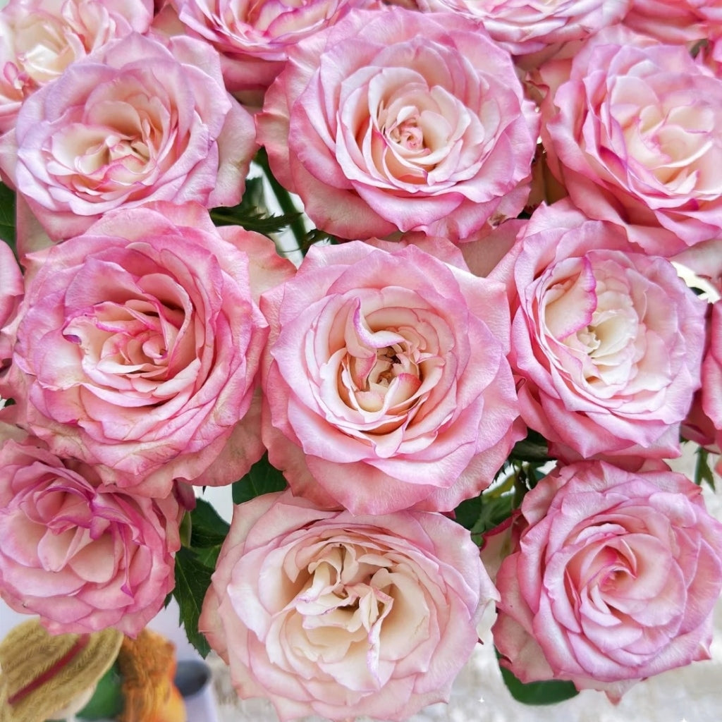 Medusa Rose