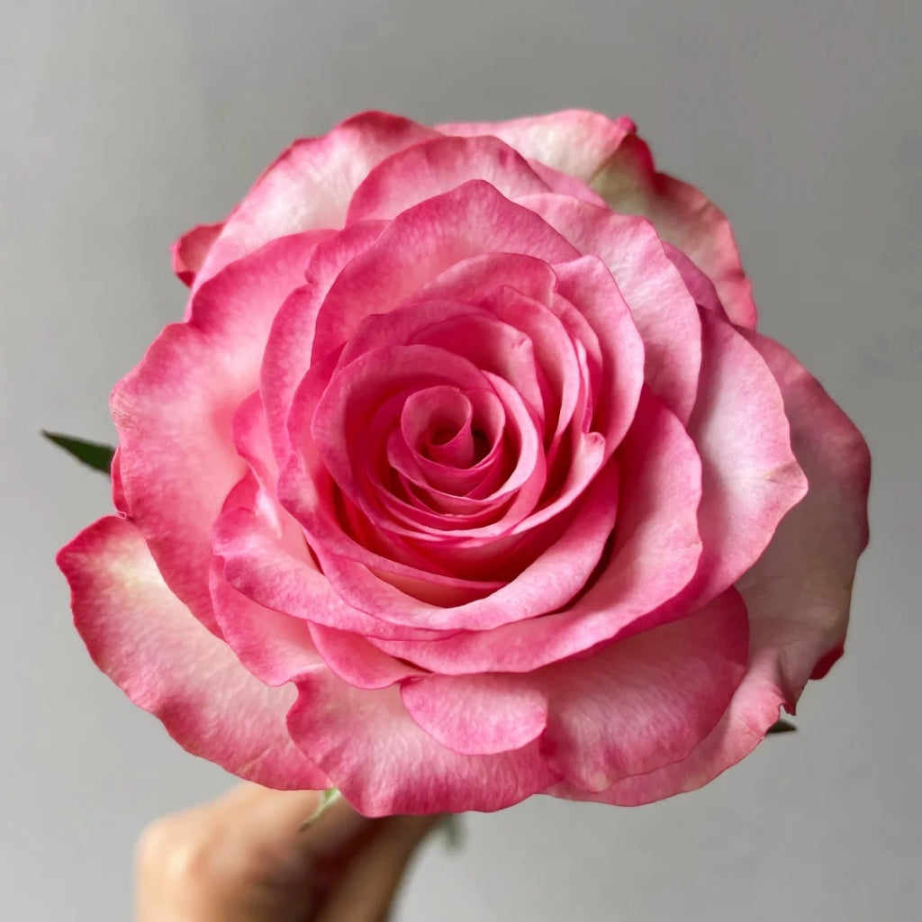 Medusa Rose
