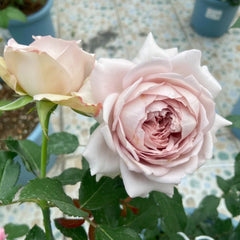 Memoire Rose