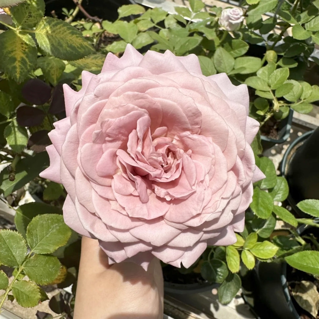 Memoire Rose