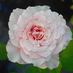 Meteor Butterfly Rose