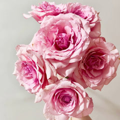 Meteor Butterfly Rose