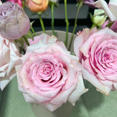 Meteor Butterfly Rose