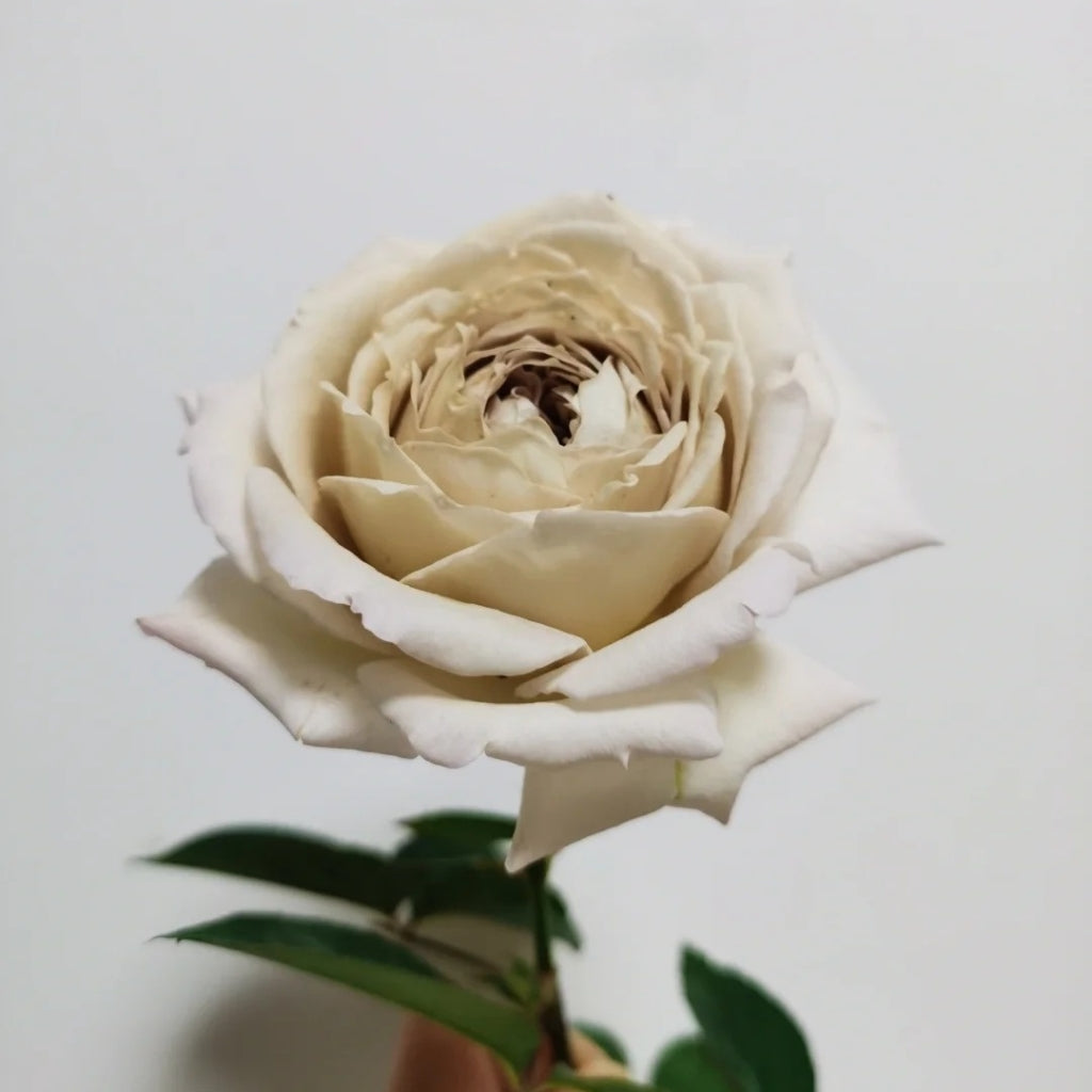 Milky Pearl Rose