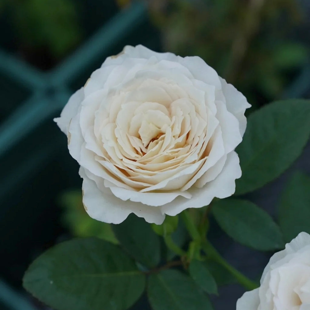 Milky Pearl Rose