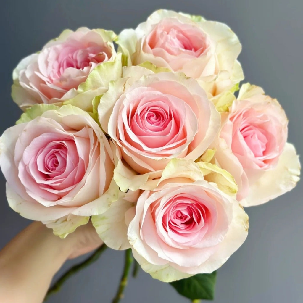 Mind Reading Rose