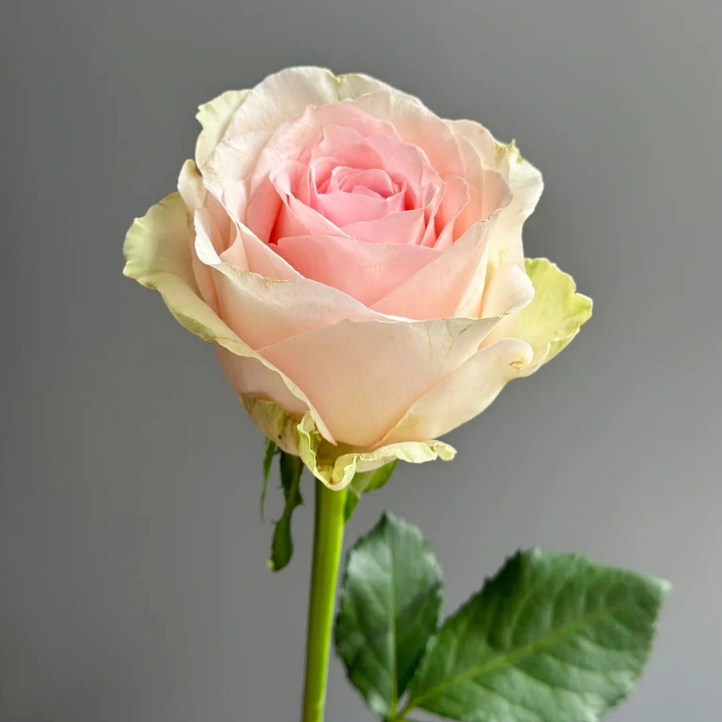 Mind Reading Rose