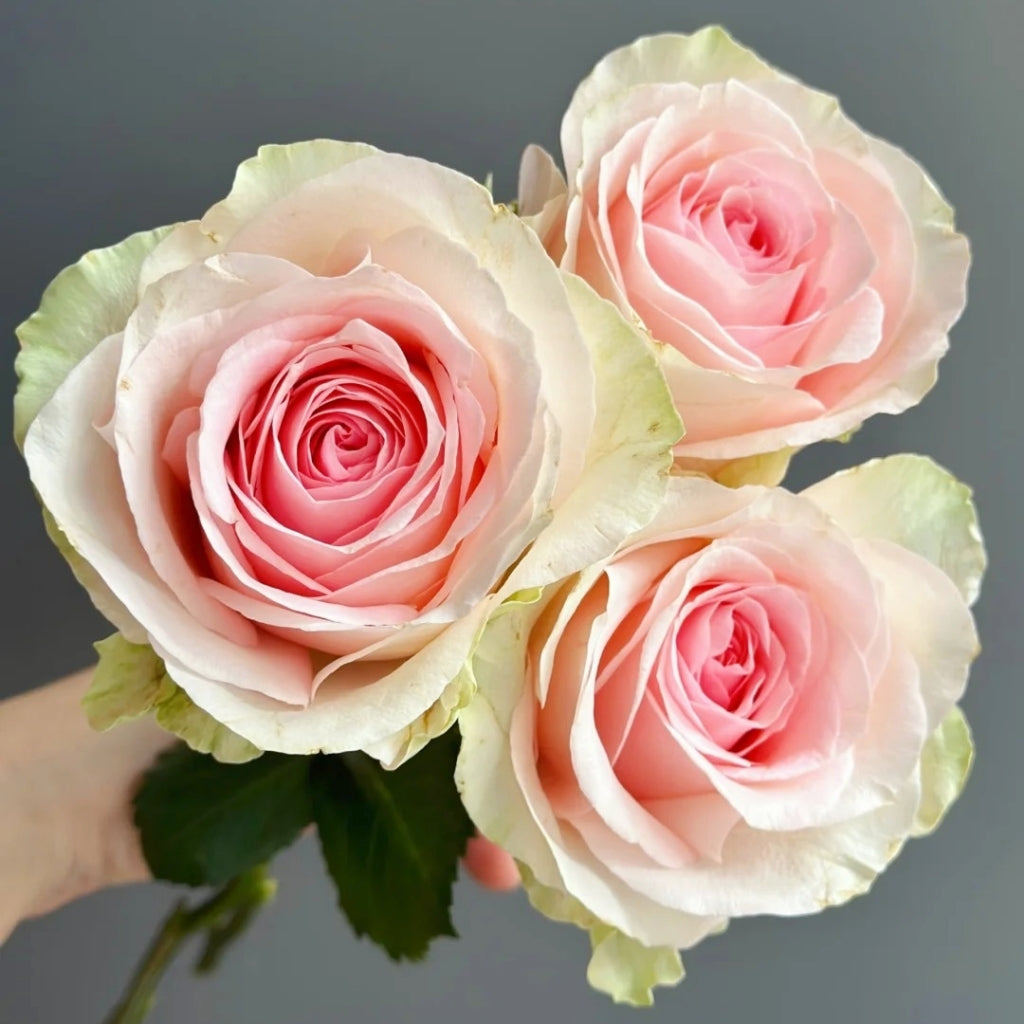 Mind Reading Rose