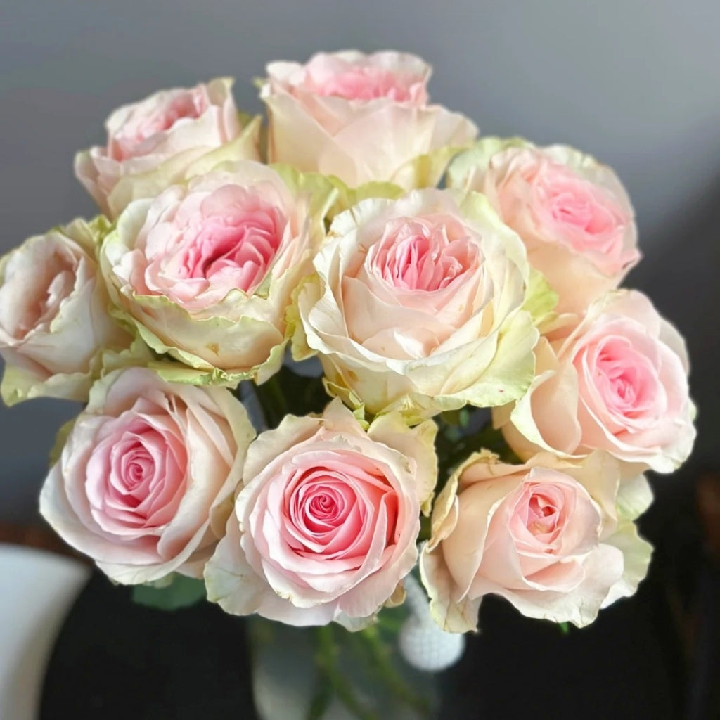 Mind Reading Rose