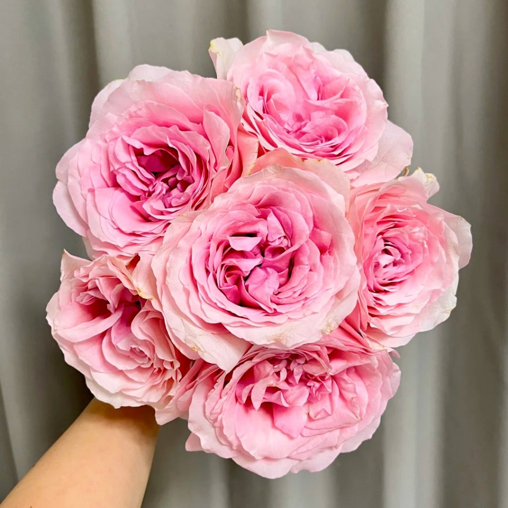 Mind Reading Rose