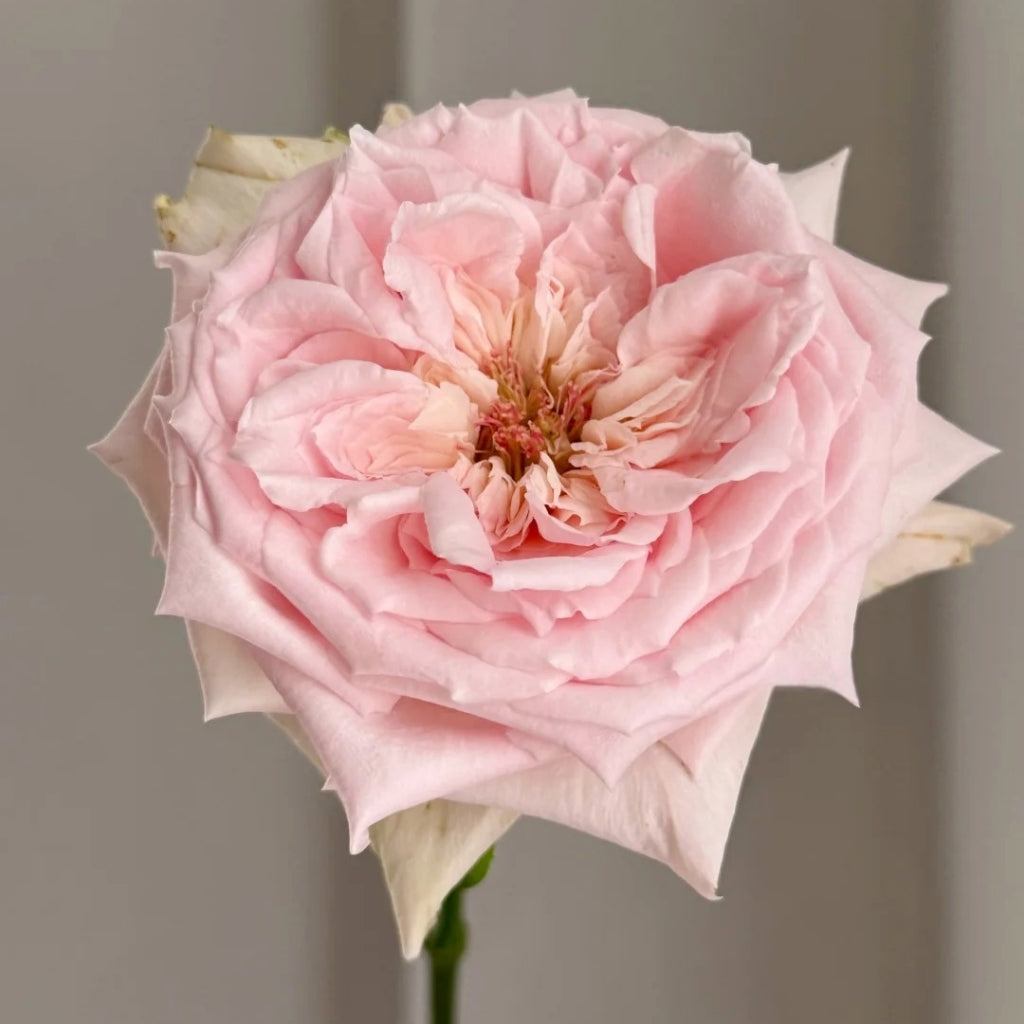 Mind Reading Rose