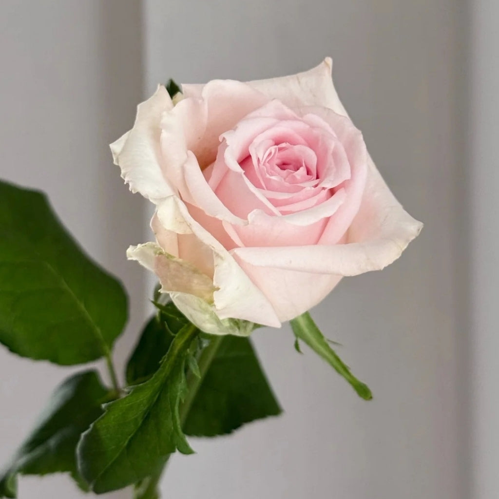 Mind Reading Rose