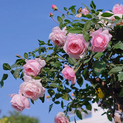 Misaki Rose