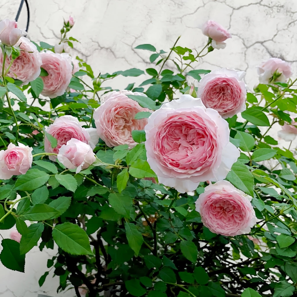 Misaki Rose