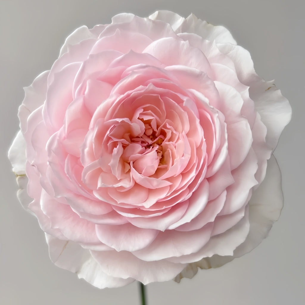 Misaki Rose