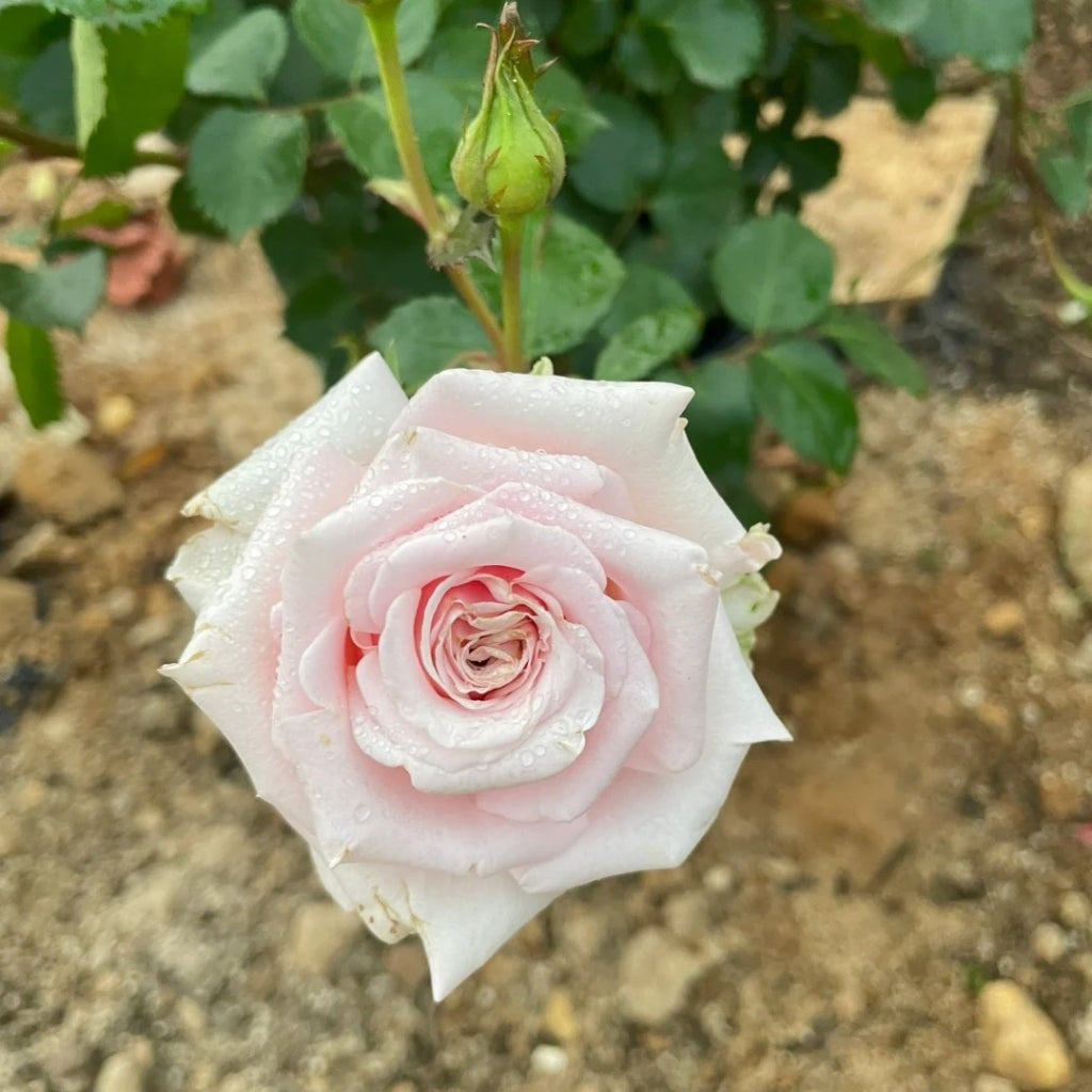 Miss Muchia Rose