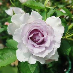 Misty Purple Rose