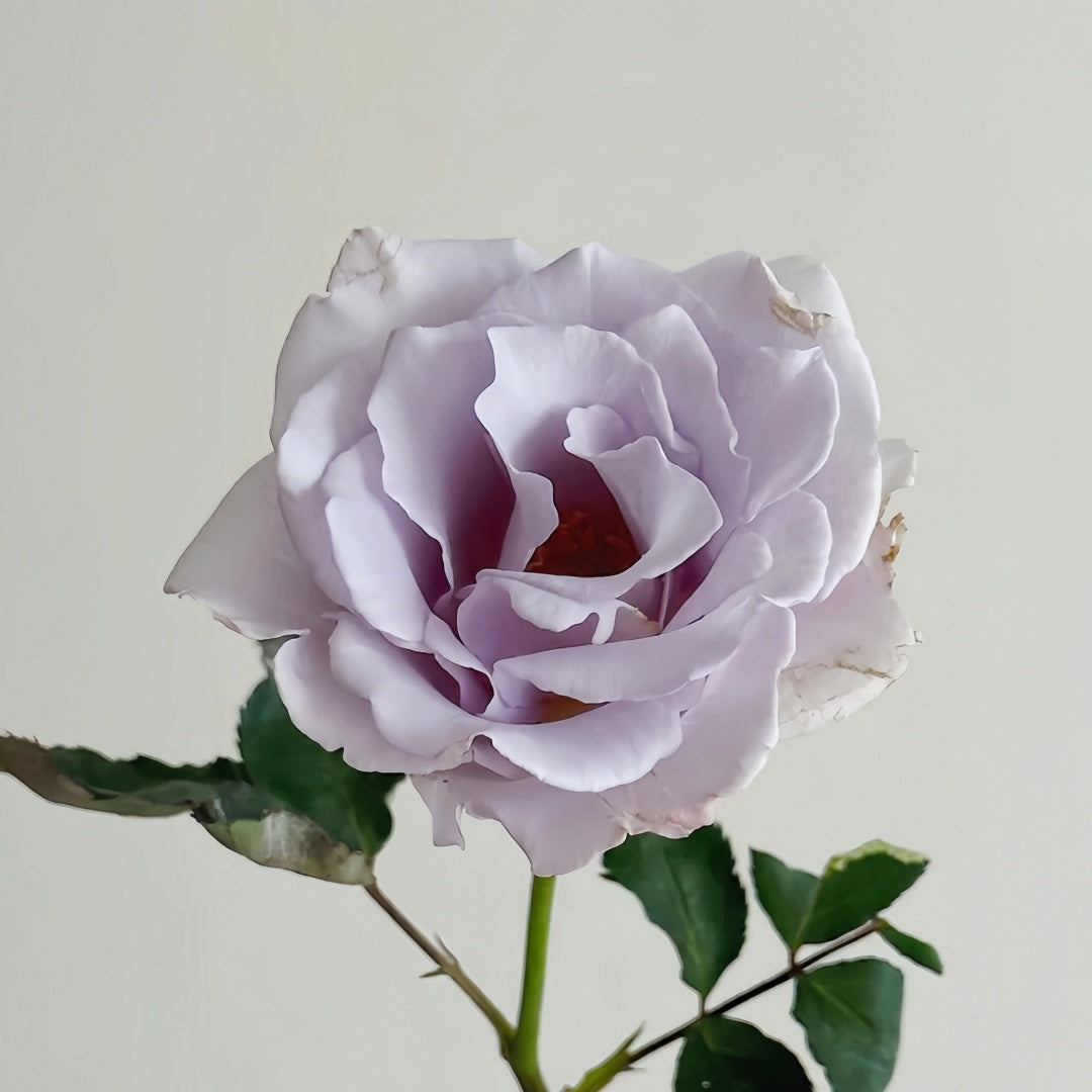 Misty Purple Rose