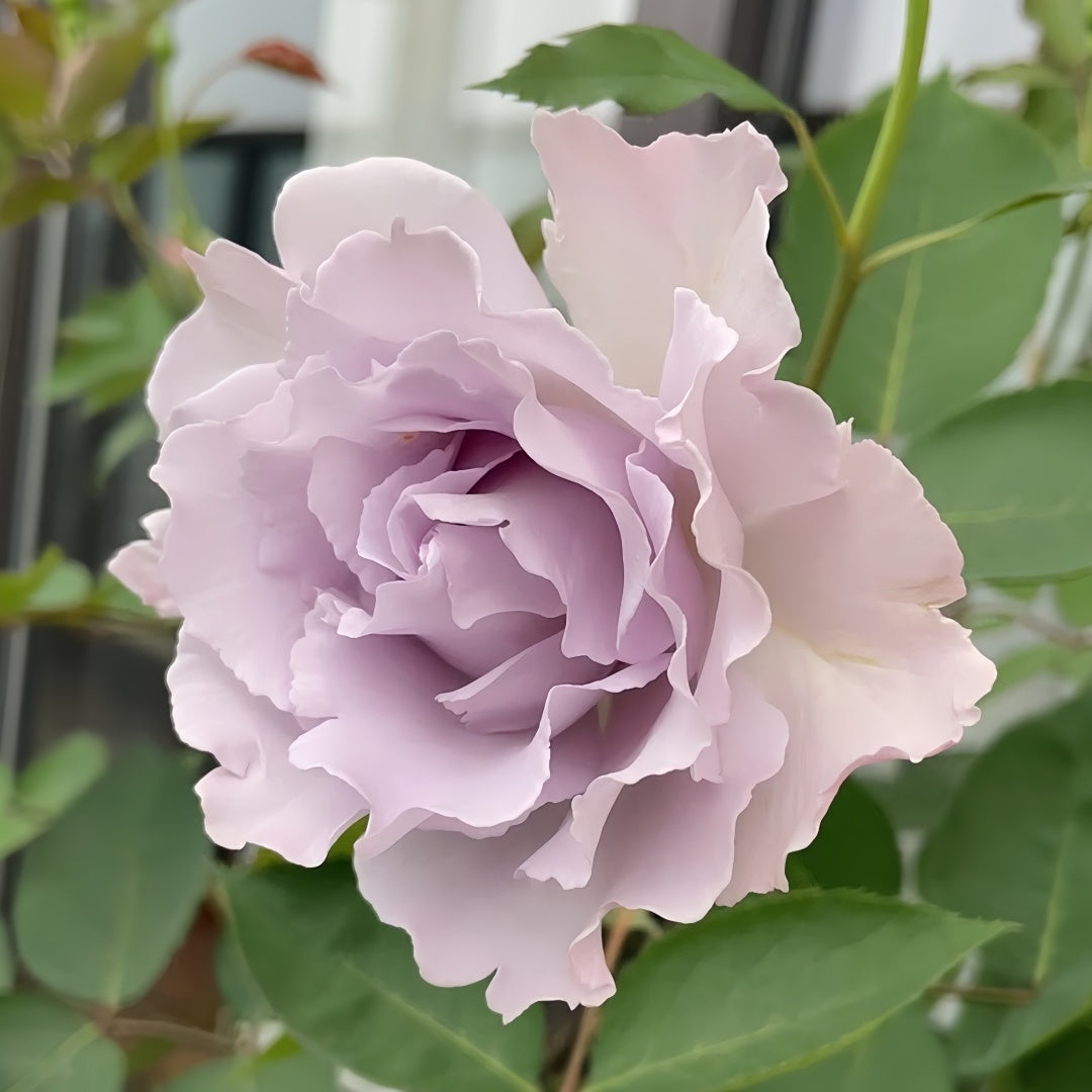 Misty Purple Rose