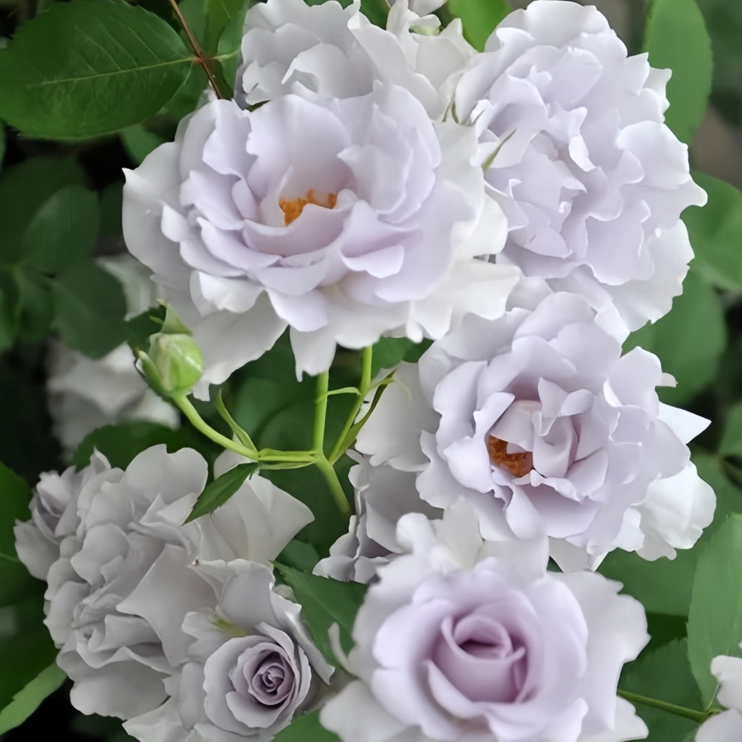 Misty Purple Rose
