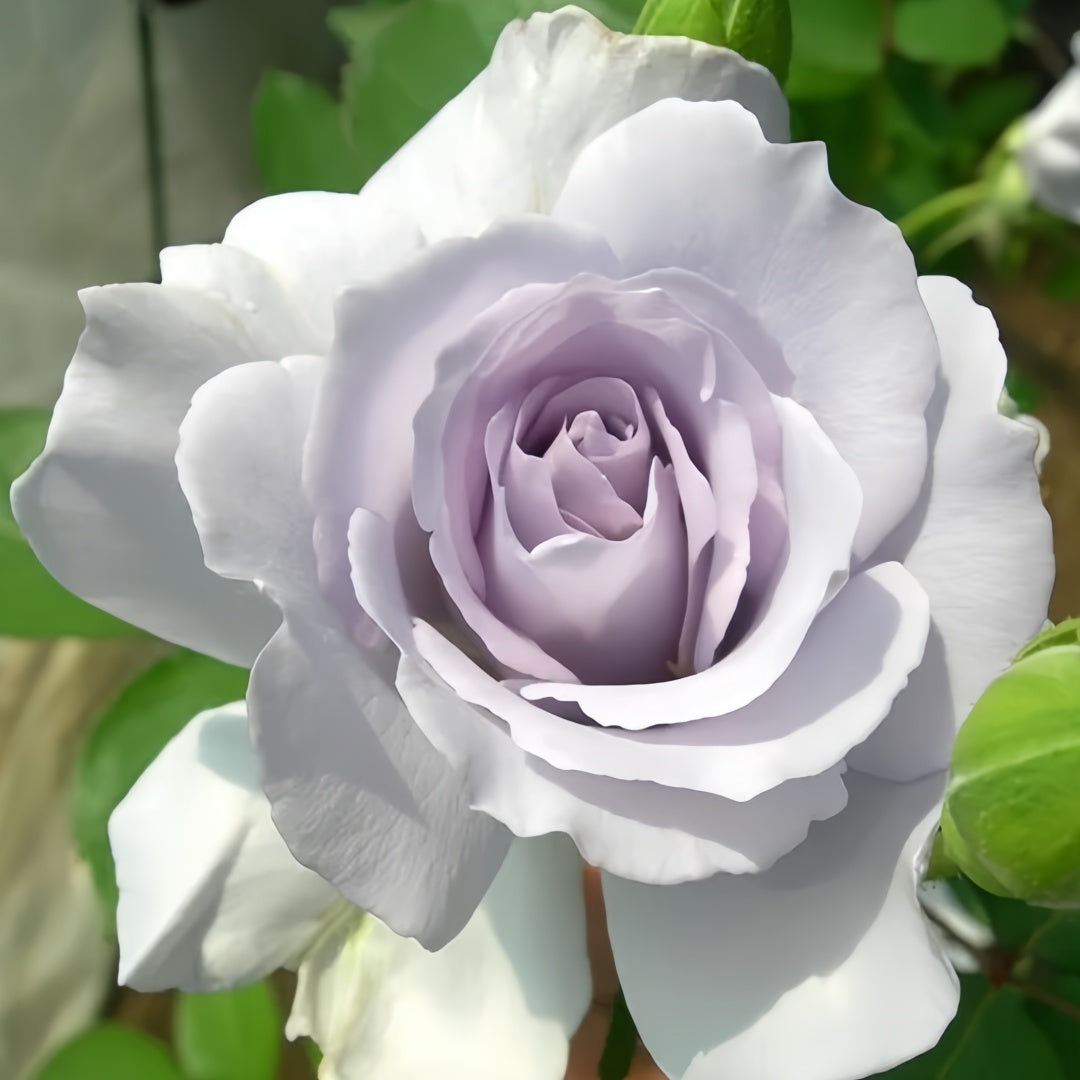 Misty Purple Rose